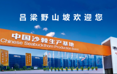 野山坡沙棘原浆：高维C营养密度的深度解析