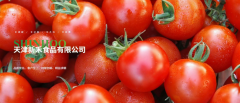 从天津到世界：新禾食品以科技与匠心重塑中国番茄酱全球地位